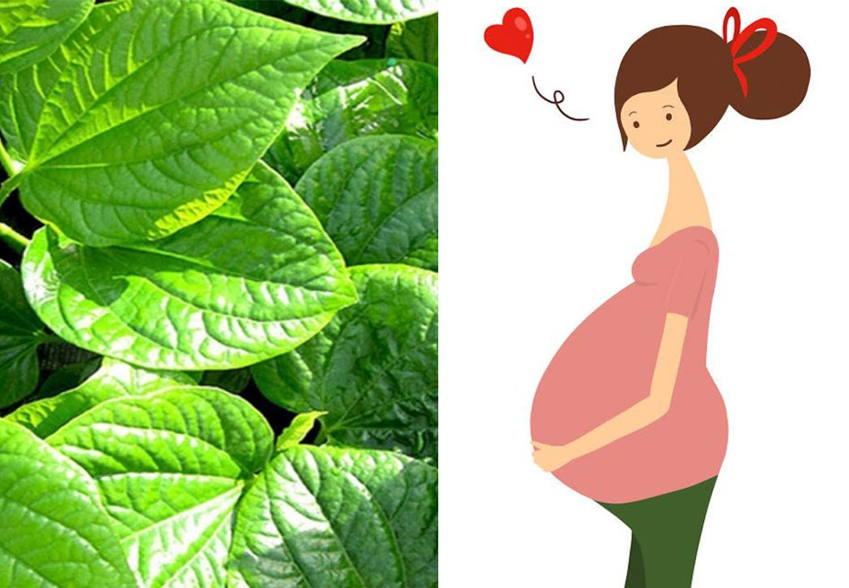 Bà bầu có nên ăn lá lốt không? Ăn nhiều có ảnh hưởng tới thai nhi