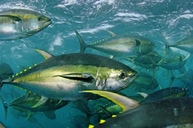 Cá ngừ vây vàng là một trong những loại cá bà bầu có thể ăn được. 