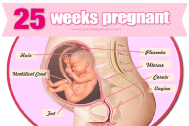 chỉ số thai nhi 25 tuần