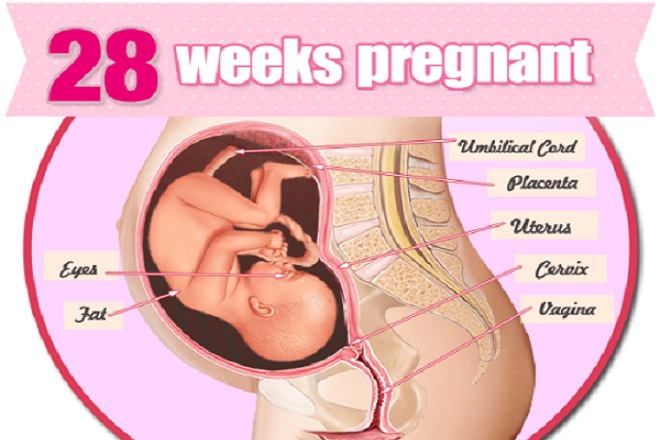 sự phát triển của thai nhi tuần thứ 28