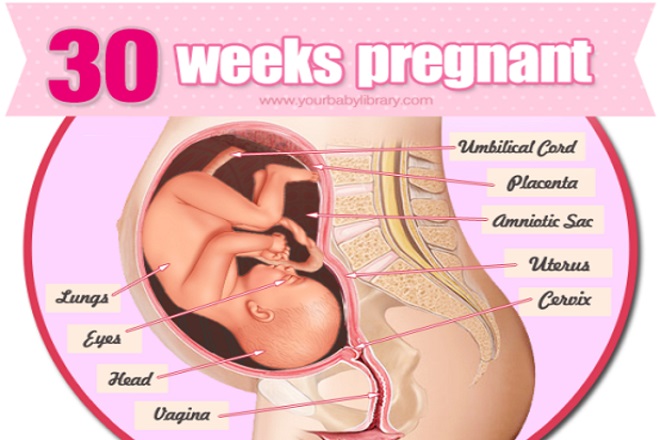 sự phát triển thai nhi tuần 30