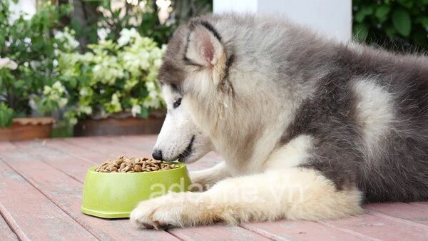 Chọn thức ăn cho chó dựa vào độ tuổi vào giống chó
